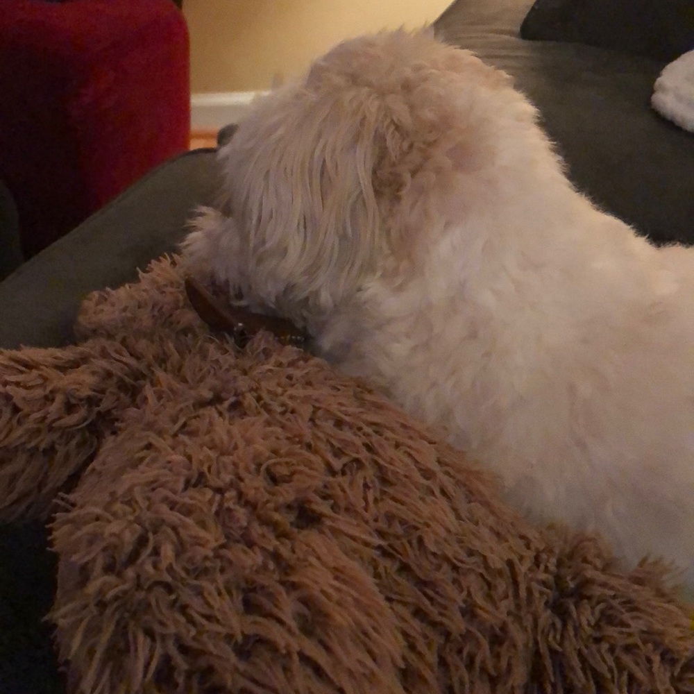 Meet your Posher, Betsy